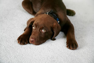 Puppy enjoying carpet cleaning Tulsa