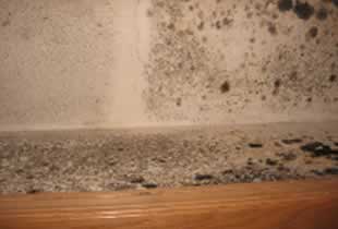 mold remediation